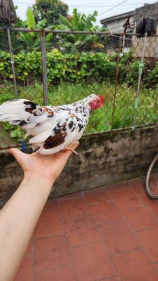 Gà tre bắc cộc. Mua bán Gà tại Huyện Phú Xuyên Hà Nội được đăng bởi thích đủ thứ