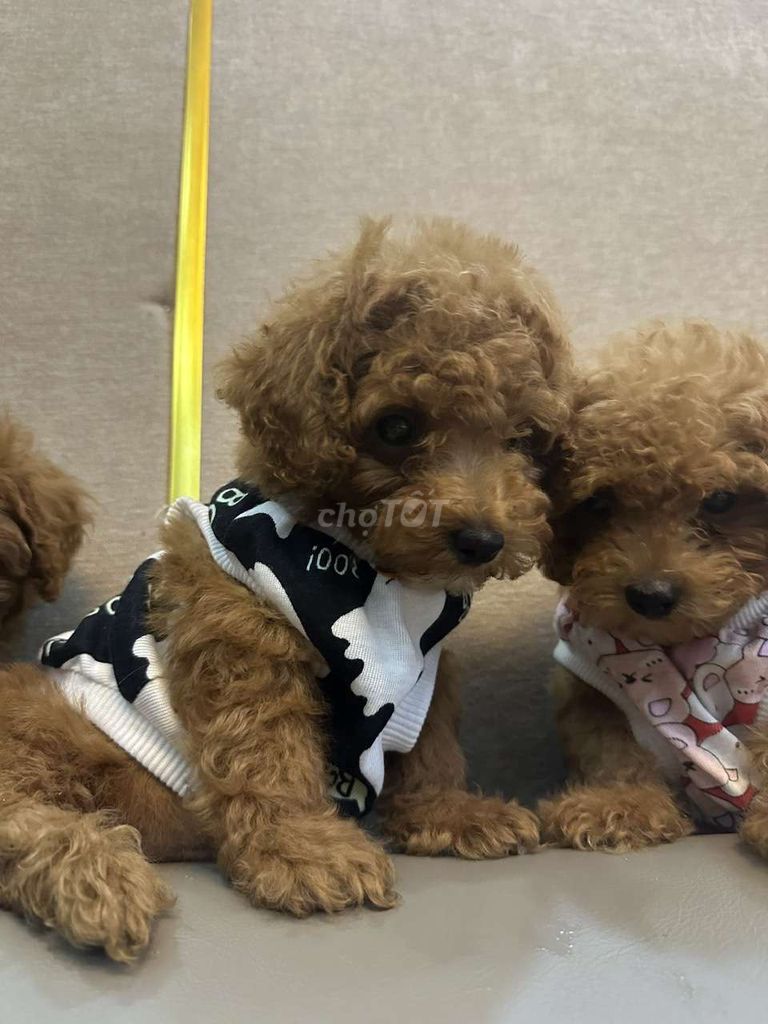 Chó Poodle 2 tháng đã tiêm. Mua bán Chó tại Huyện Cần Đước Long An được đăng bởi Khánh Linh hình 1
