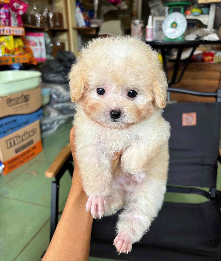 POODLE Size nhỏ. Mua bán Chó tại Quận 7 Tp Hồ Chí Minh được đăng bởi Lộc hình 1