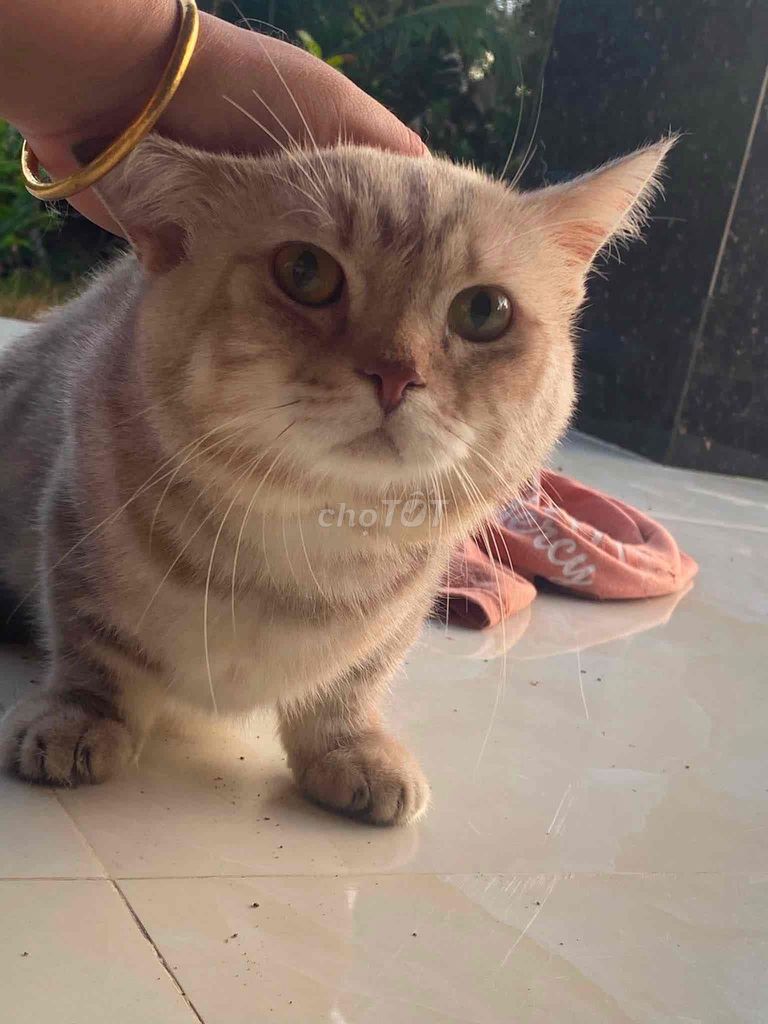 Mèo Anh Lông Ngắn Đực Lùn Dưa Choco. Mua bán Mèo tại Huyện Châu Thành Bến Tre được đăng bởi An An hình 1