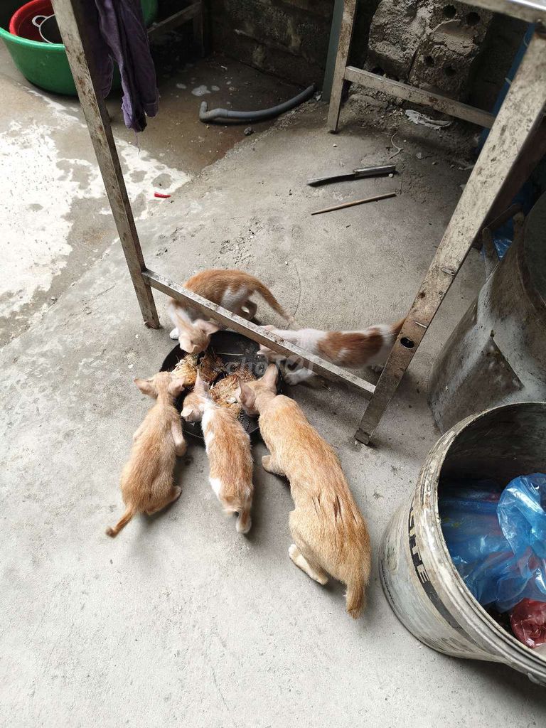 nhà có đàn mèo ta cần bán. Mua bán Mèo tại Huyện Thường Tín Hà Nội được đăng bởi Tuan Pham hình 1