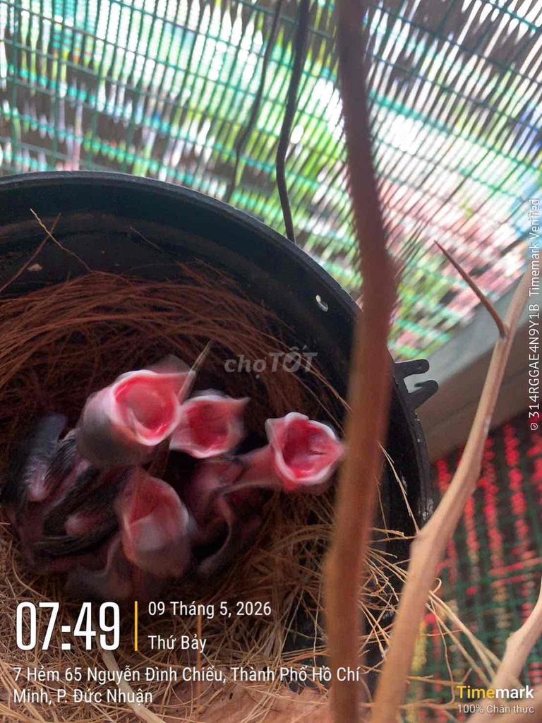Chim chào mào non 4-5 ngày tuổi. Mua bán Chim tại Quận Phú Nhuận Tp Hồ Chí Minh được đăng bởi Quan Tran hình 1