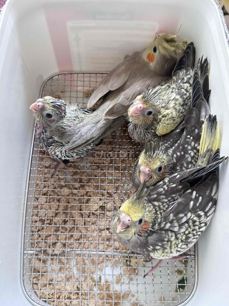 Chim Cockatiel non. Mua bán Chim tại Thị xã Gò Công Tiền Giang được đăng bởi Huỳnh Phong hình 1