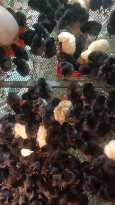 Gà đen lai nòi ace nào cần giống ib. Mua bán Gà tại Thành phố Thuận An Bình Dương được đăng bởi Le binh