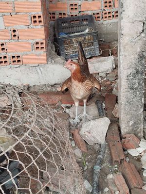 Mái hatch có ai thích không. Mua bán Gà tại Huyện Hóc Môn Tp Hồ Chí Minh được đăng bởi Gà Á Hóc Môn