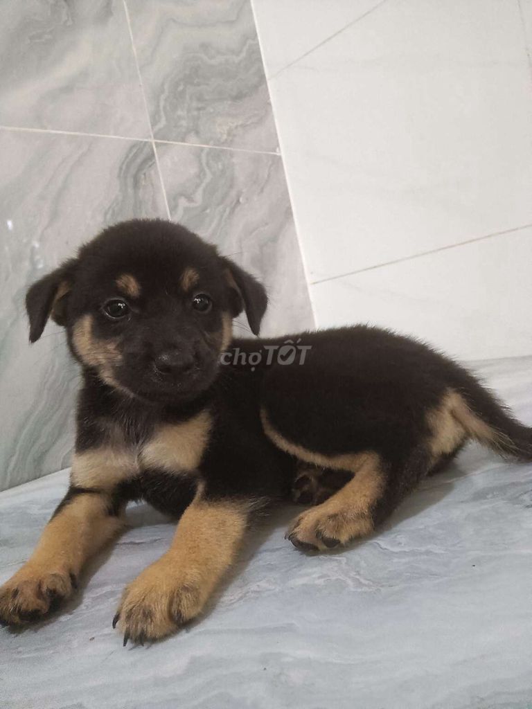 Chó Becgie F đực khôn lanh đã biết sủa . Mua bán Chó tại Quận 6 Tp Hồ Chí Minh được đăng bởi Tăng Chí Lương  hình 1