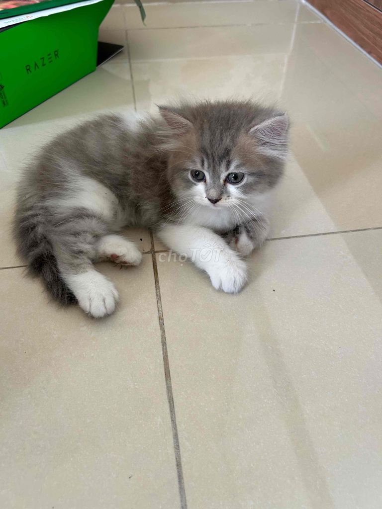 Mèo ALD tìm chủ mới