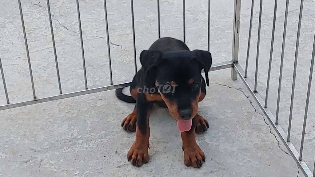 Rottweiler Cái...12