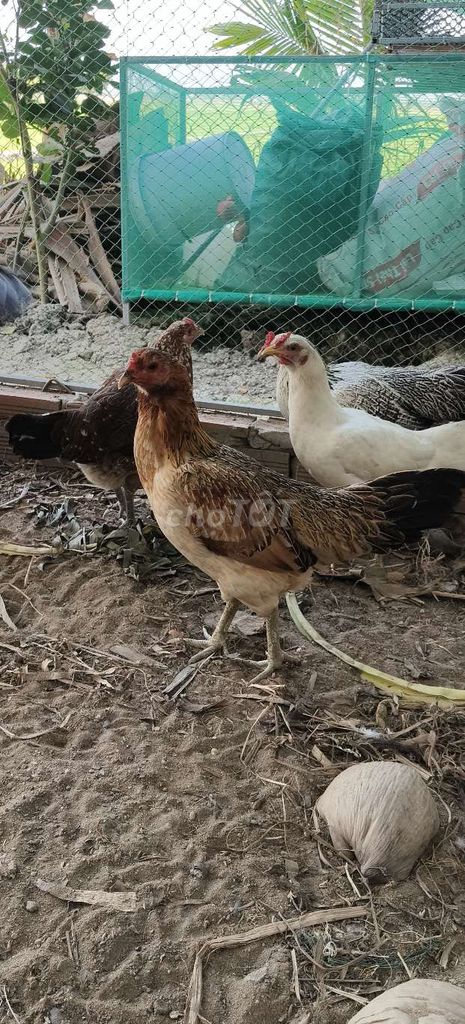 Gà Việt lai Khét Bông 2.5kg. Mua bán Gà tại Huyện Cờ Đỏ Cần Thơ được đăng bởi Cát Bụi Là Ta hình 1