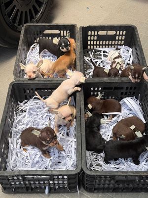 Chó Chihuahua cả hai giới nhiều màu