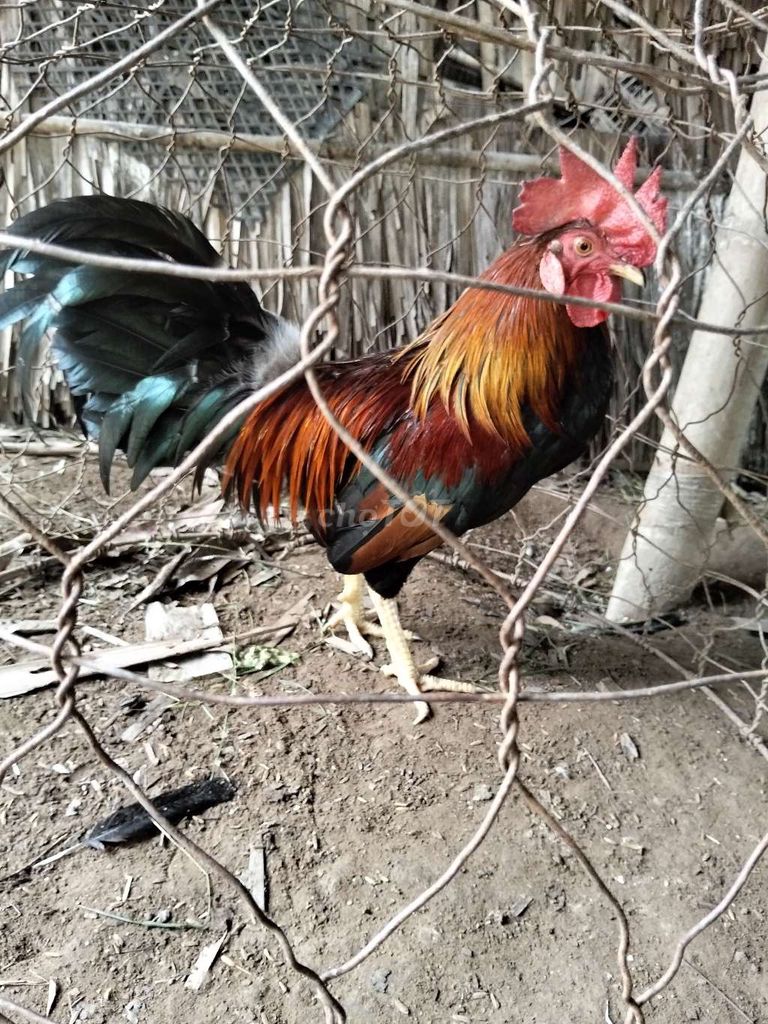 Gà tre trống 9 tháng đỏ đen vàng. Mua bán Gà tại Huyện Trà Cú Trà Vinh được đăng bởi Tài Trà Cú hình 1