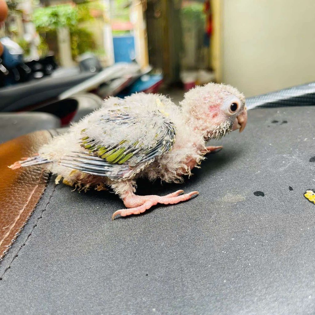 Chim Vẹt non Trắng xanh lá. Mua bán Chim tại Quận Cầu Giấy Hà Nội được đăng bởi Shop chim vẹt  hình 1