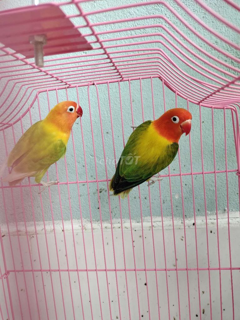 Cặp lovebirds euwing ghép đẻ, vet xixh trống