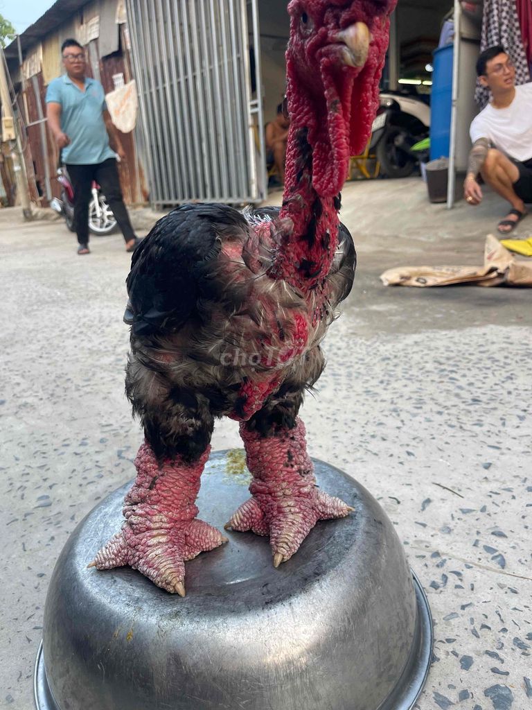 Gà Đông Tảo Đực Đen đỏ. Mua bán Gà tại Huyện Nhà Bè Tp Hồ Chí Minh được đăng bởi Đặng Tuấn hình 1