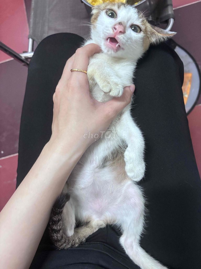 Mèo con 3 tháng tuổi Trắng Đen Vàng. Mua bán Mèo tại Huyện Nhà Bè Tp Hồ Chí Minh được đăng bởi Thanh Phong hình 1