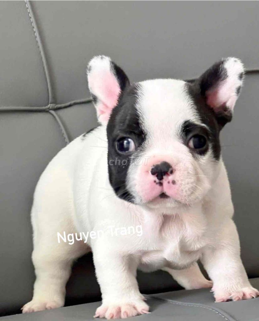 chó bullpháp thuần chủng đàn mới - 122127217