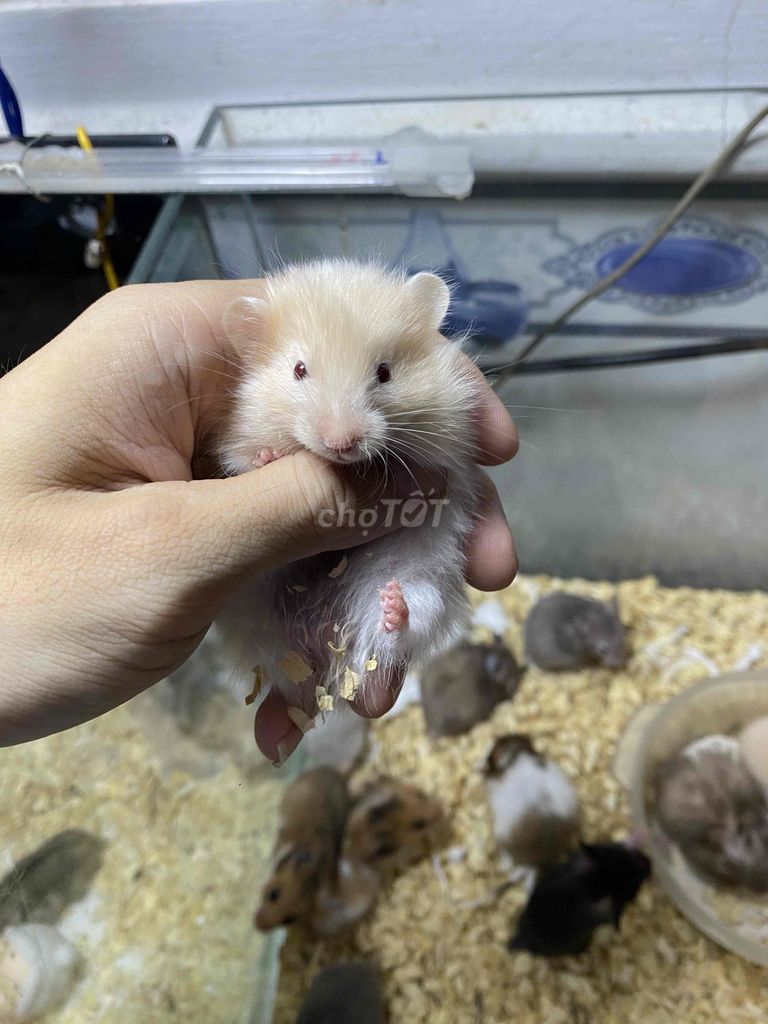 HAMSTER Bear Lông Xù