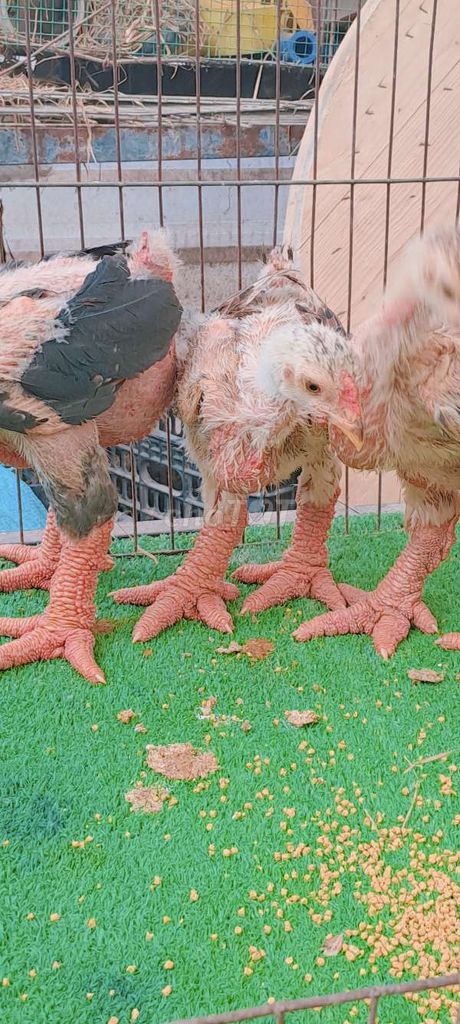 Gà giống 1 trống 2 mái đã tiêm. Mua bán Gà tại Thành phố Thuận An Bình Dương được đăng bởi Trại Gà Đông Tảo hình 1