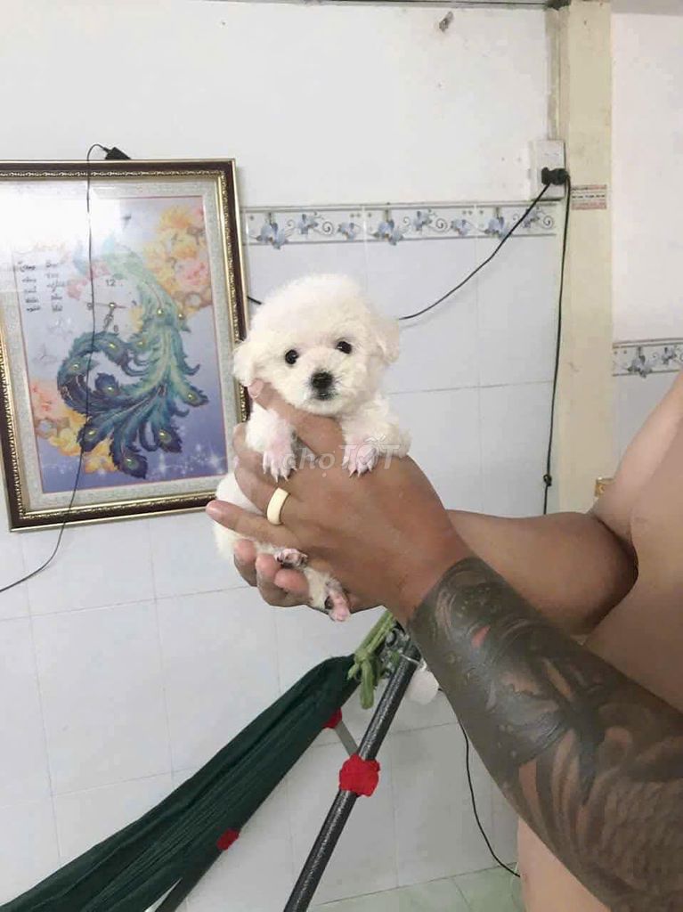 Chó Poodle Trắng đã tiêm 1 mũi. Mua bán Chó tại Quận 1 Tp Hồ Chí Minh được đăng bởi Ngô tuấn hình 3