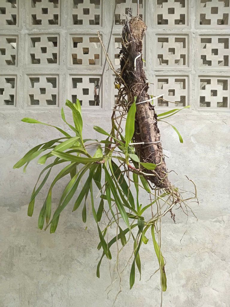 Giò lan Quế tháng tám lâu năm đang nụ. Mua bán Cây cảnh, đồ trang trí tại Thành phố Huế Thừa Thiên Huế được đăng bởi huemuaban hình 1
