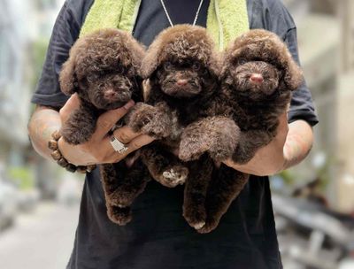 Poodle Màu Socola hiếm