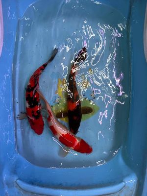 koi đẹp sz 30cm