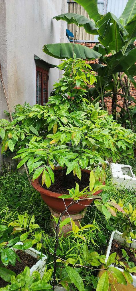 Làm nhà chia sẻ anh em đam mê mai chậu chơi tết và