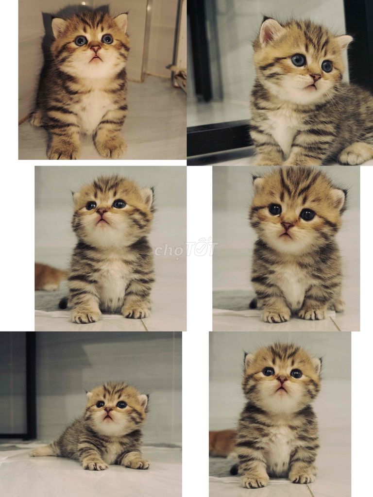 Mèo Golden Tabby Cái. Mua bán Mèo tại Thành phố Dĩ An Bình Dương được đăng bởi Thanh Tâm hình 1