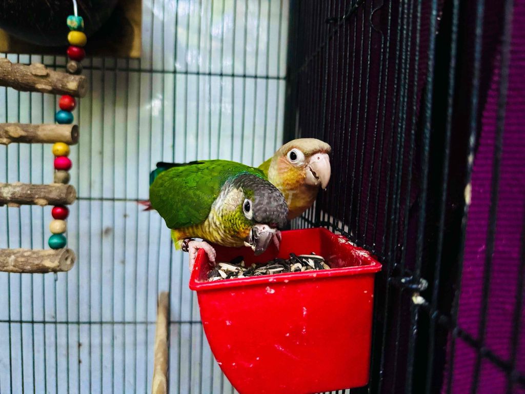 Vẹt Greencheek trống 7 tháng. Mua bán Chim tại Quận 5 Tp Hồ Chí Minh được đăng bởi Parrot Q5 hình 1