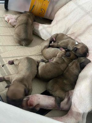 Chó Bull Pháp - màu red - 1-3 tháng tuổi (2 bầy)