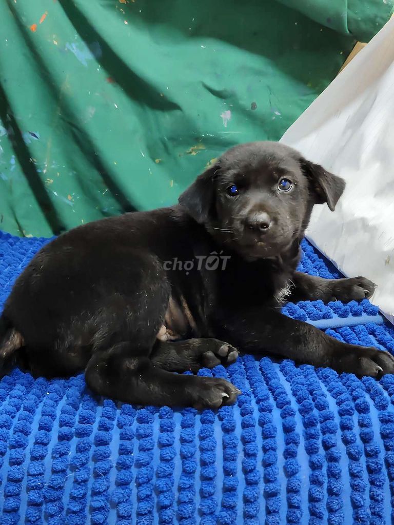 Labrador lai  Đen Bóng đực thông minh . Mua bán Chó tại Quận Bình Tân Tp Hồ Chí Minh được đăng bởi Nguyễn Hằng hình 1