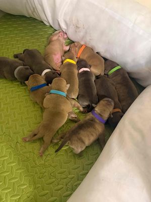 Bán chó American Bully tại Đà Nẵng.