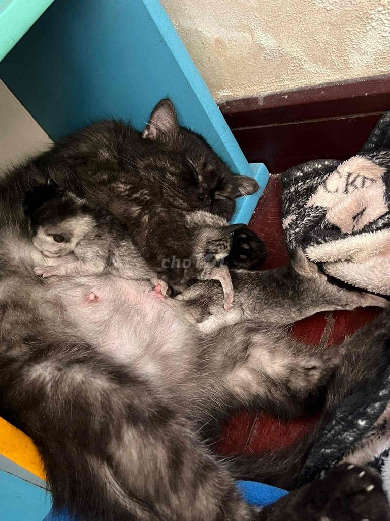 Mèo Anh lông ngắn baby. Mua bán Mèo tại Quận Tân Bình Tp Hồ Chí Minh được đăng bởi Khoa Tran hình 1