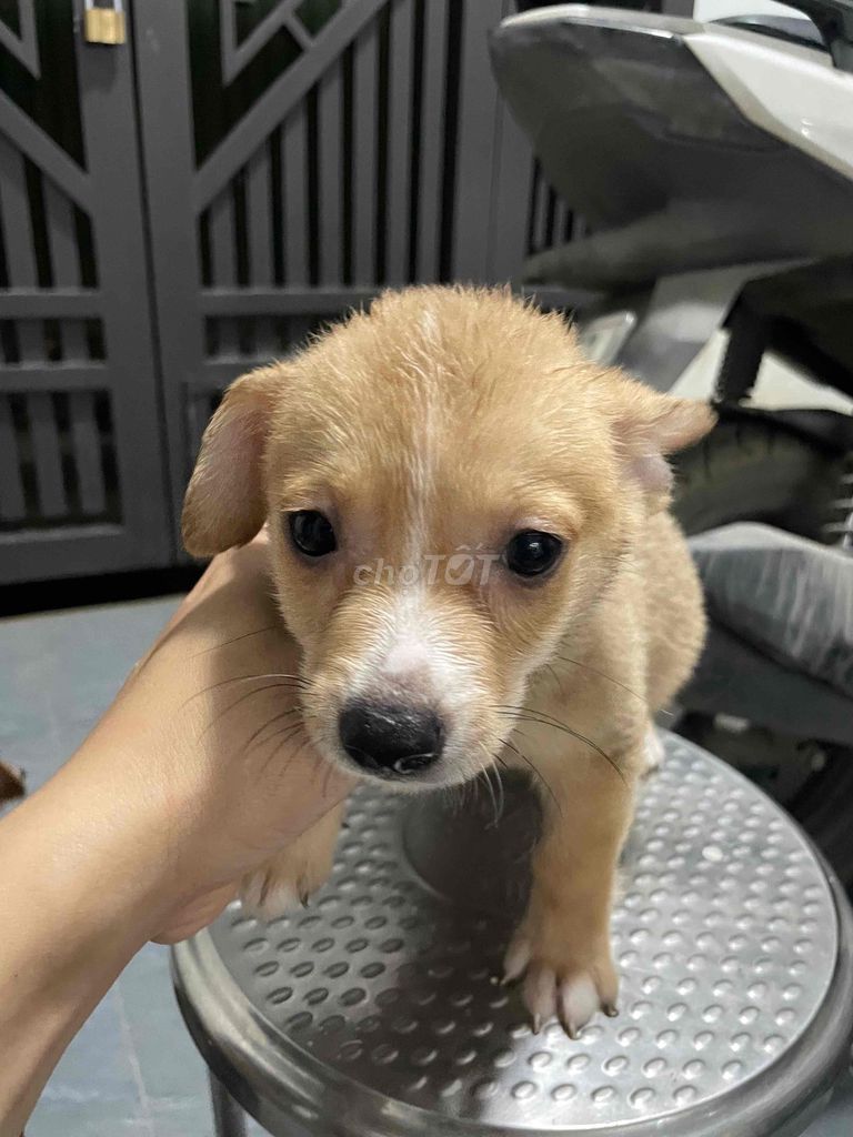 Chó Lai Corgi Phốc Hươu Nâu vàng đủ 2 mũi. Mua bán Chó tại Huyện Đan Phượng Hà Nội được đăng bởi Huấn Nguyễn hình 1