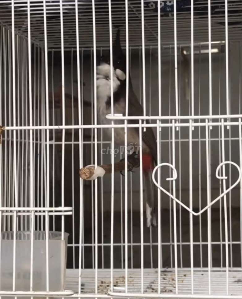 Chào Mào Bổi Đầu Đàn Avi 4 Tháng Lồng Dữ Chim. Mua bán Chim tại Thành phố Thủ Đức Tp Hồ Chí Minh được đăng bởi Hoàng Thịnh hình 1