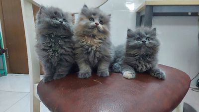 Mèo Anh Lông Dài, xám hơn 2 tháng tuổi