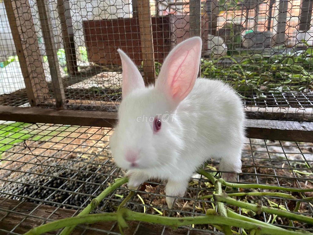 Bán thỏ con. Mua bán Thú cưng khác tại Thành phố Tân An Long An được đăng bởi Trịnh Khánh Nhung hình 1