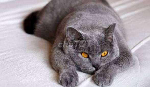 Mèo Anh lông ngắn xám 2 tuổi. Mua bán Mèo tại Huyện Gò Dầu Tây Ninh được đăng bởi tram le  hình 1