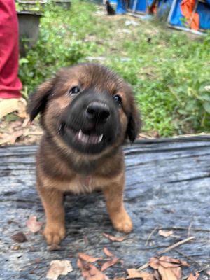 Chó con màu Nâu Đen