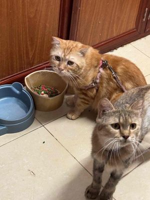 Cần bán gấp vì không muốn nuôi