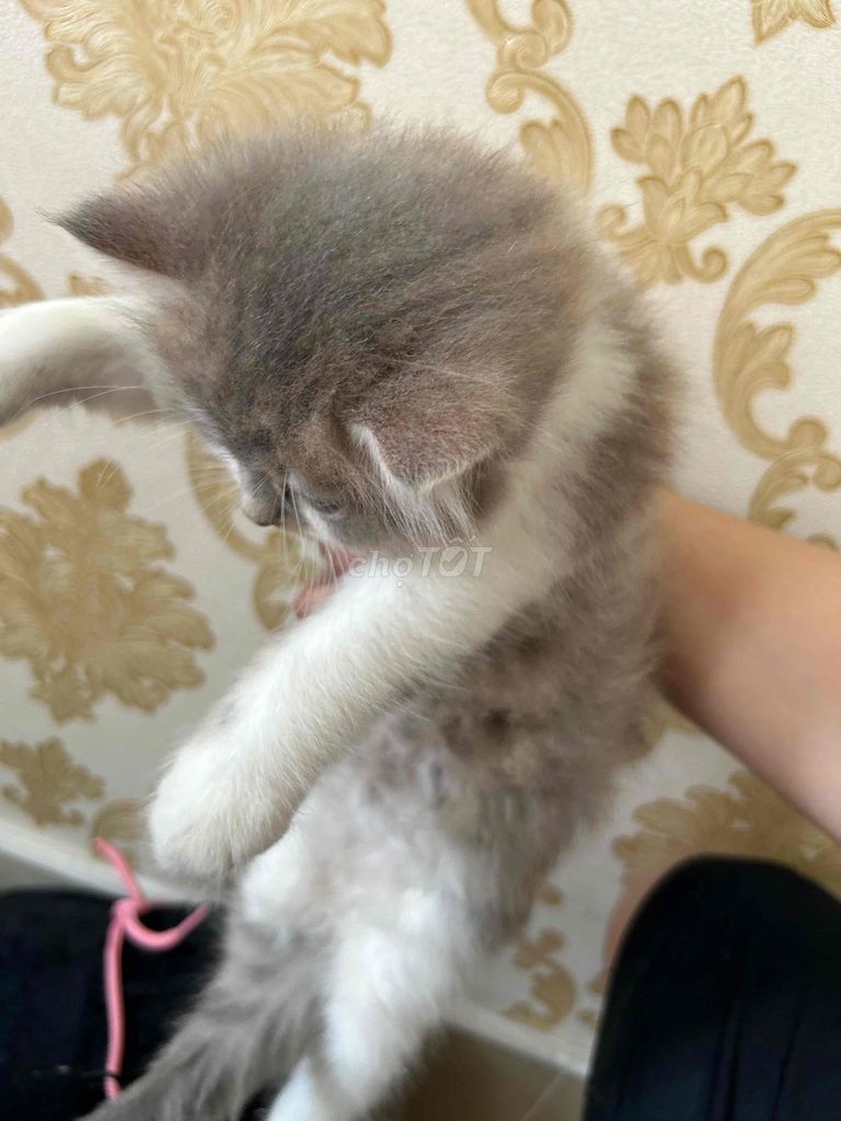 Mèo ALD tìm chủ mới