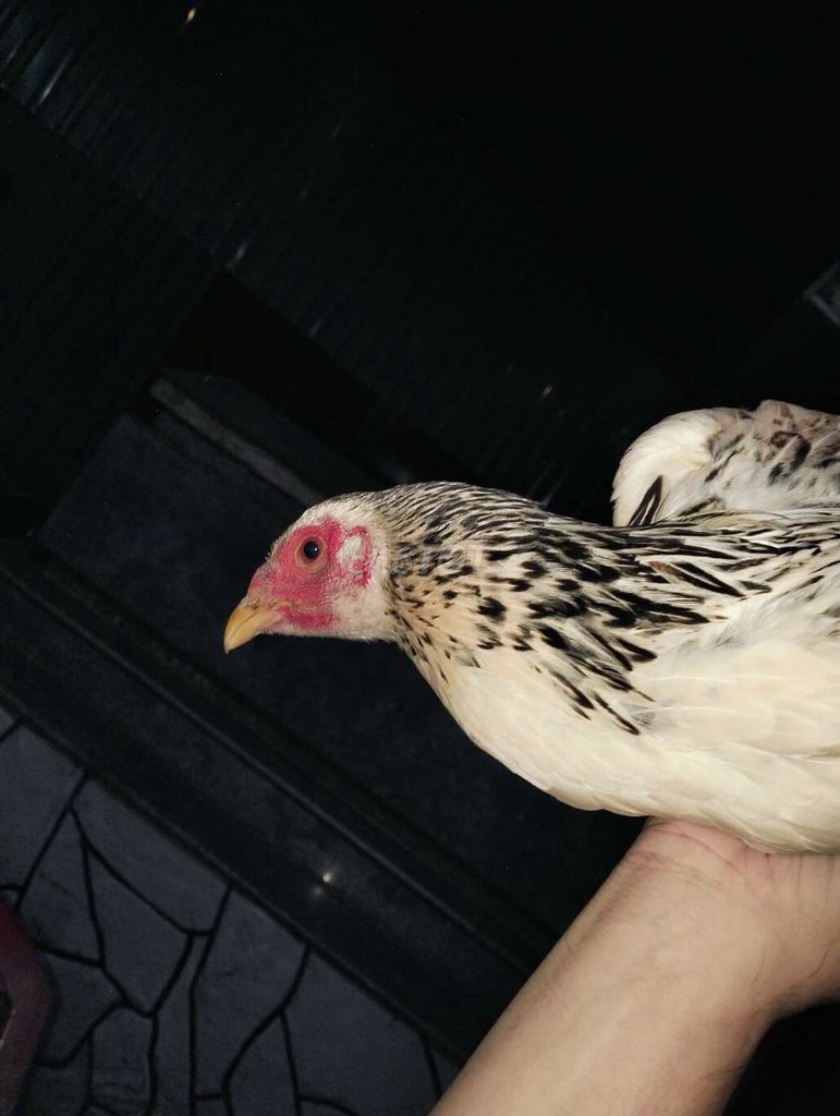 chuối trắng siumy. Mua bán Gà tại Huyện Bình Chánh Tp Hồ Chí Minh được đăng bởi Phát hình 1