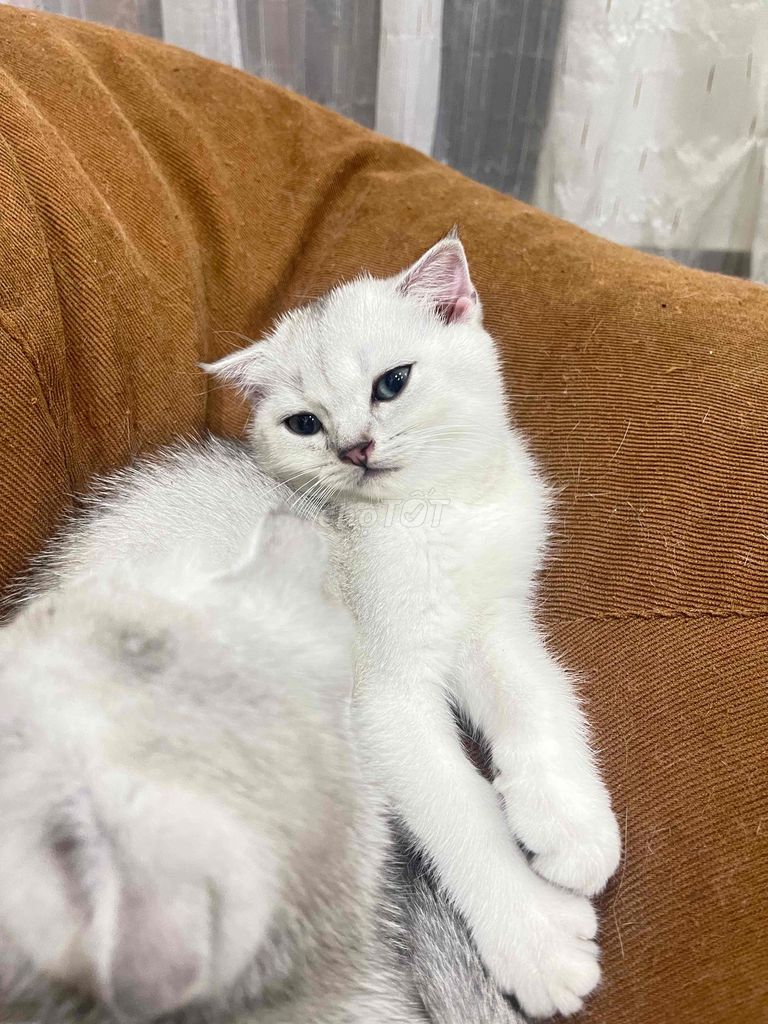 Mèo Anh Lông Ngắn - Màu Silver shaded - bé gái