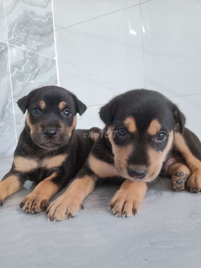 Chó Rottweiler giống to mặt ngầu coi nhà giỏi. Mua bán Chó tại Quận 6 Tp Hồ Chí Minh được đăng bởi Tăng Chí Lương  hình 1