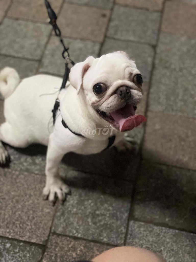 mình cần tùm nhà mới cho em ạ. Mua bán Chó tại Quận Hoàng Mai Hà Nội được đăng bởi Nguyễn Bình hình 1