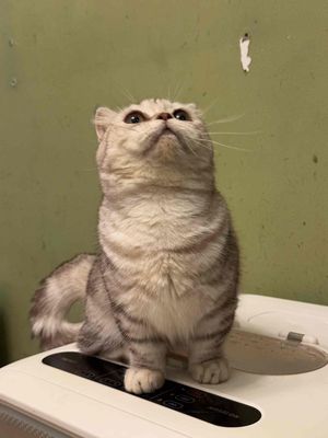 Tìm chủ mới cho bé Munchkin