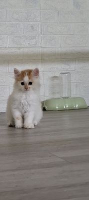 Mèo anh lông dài, màu trắng cam, 2 tháng tuổi. Mua bán Mèo tại Quận Gò Vấp Tp Hồ Chí Minh được đăng bởi Hoàng Phúc Nguyễn