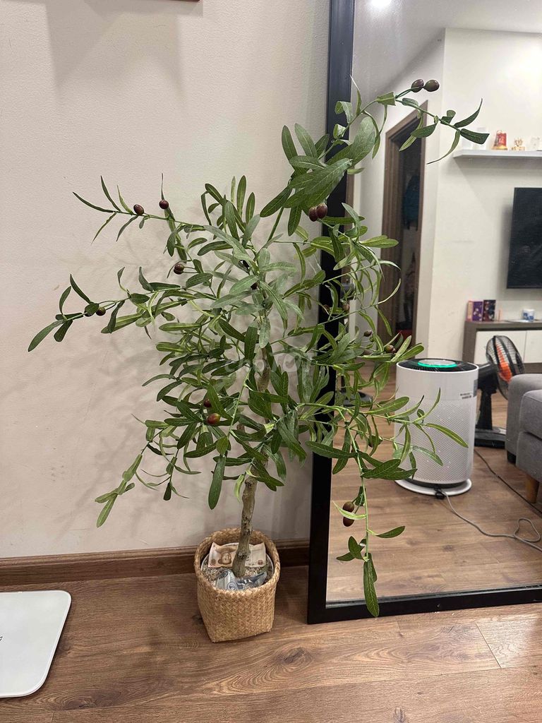 Cây giả trang trí Cây ô liu. Mua bán Cây cảnh, đồ trang trí tại Quận Hoàng Mai Hà Nội được đăng bởi Quang Nguyễn hình 1