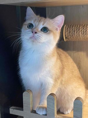 Mèo Golden ny12 Cái Vàng kem