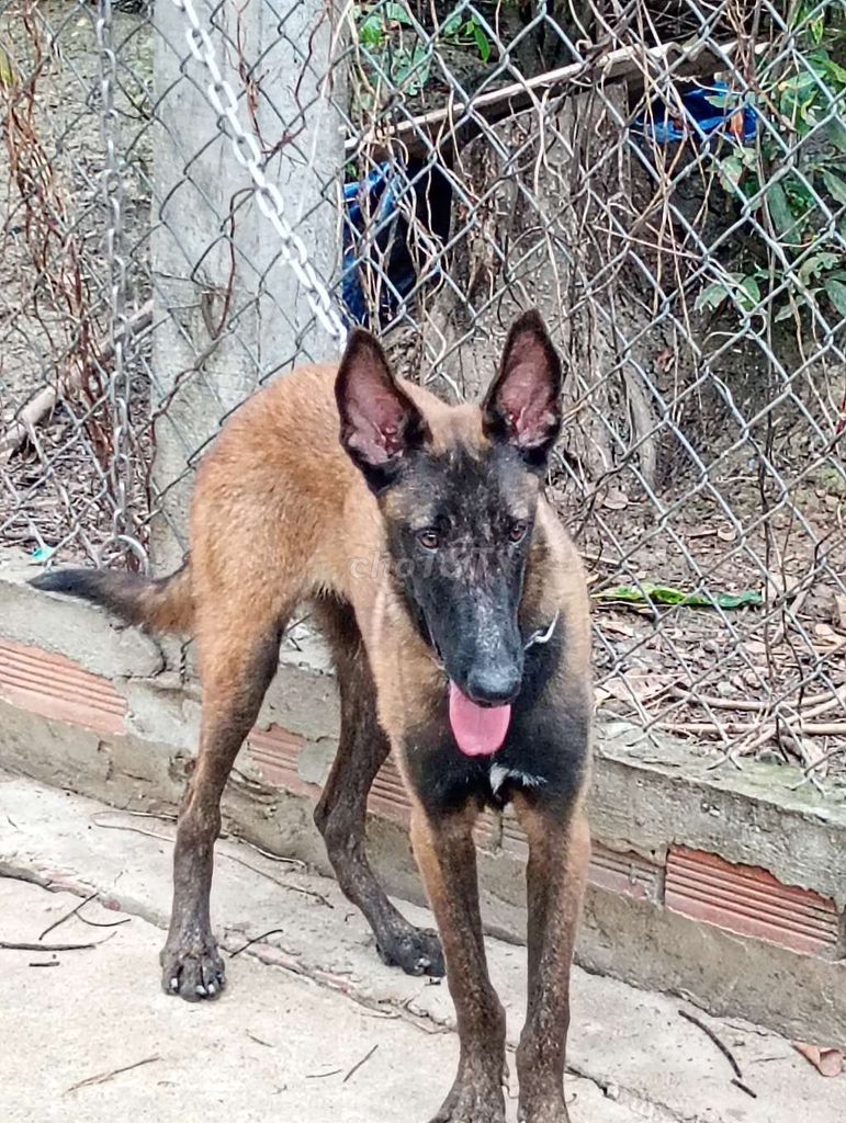Chó Malinois Cái Nâu đen Choai choai. Mua bán Chó tại Thành phố Vũng Tàu Bà Rịa - Vũng Tàu được đăng bởi Nhân Rottweiler  hình 1